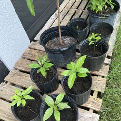 Avocado 🥑 Plants 
