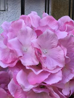 Pink hydrangea flower