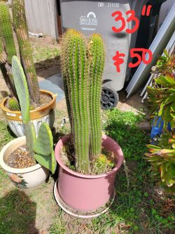 33" Cactus in pot