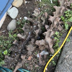 Cast iron Clean Out Catch