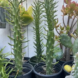 Cactus 7 Dlrs Each