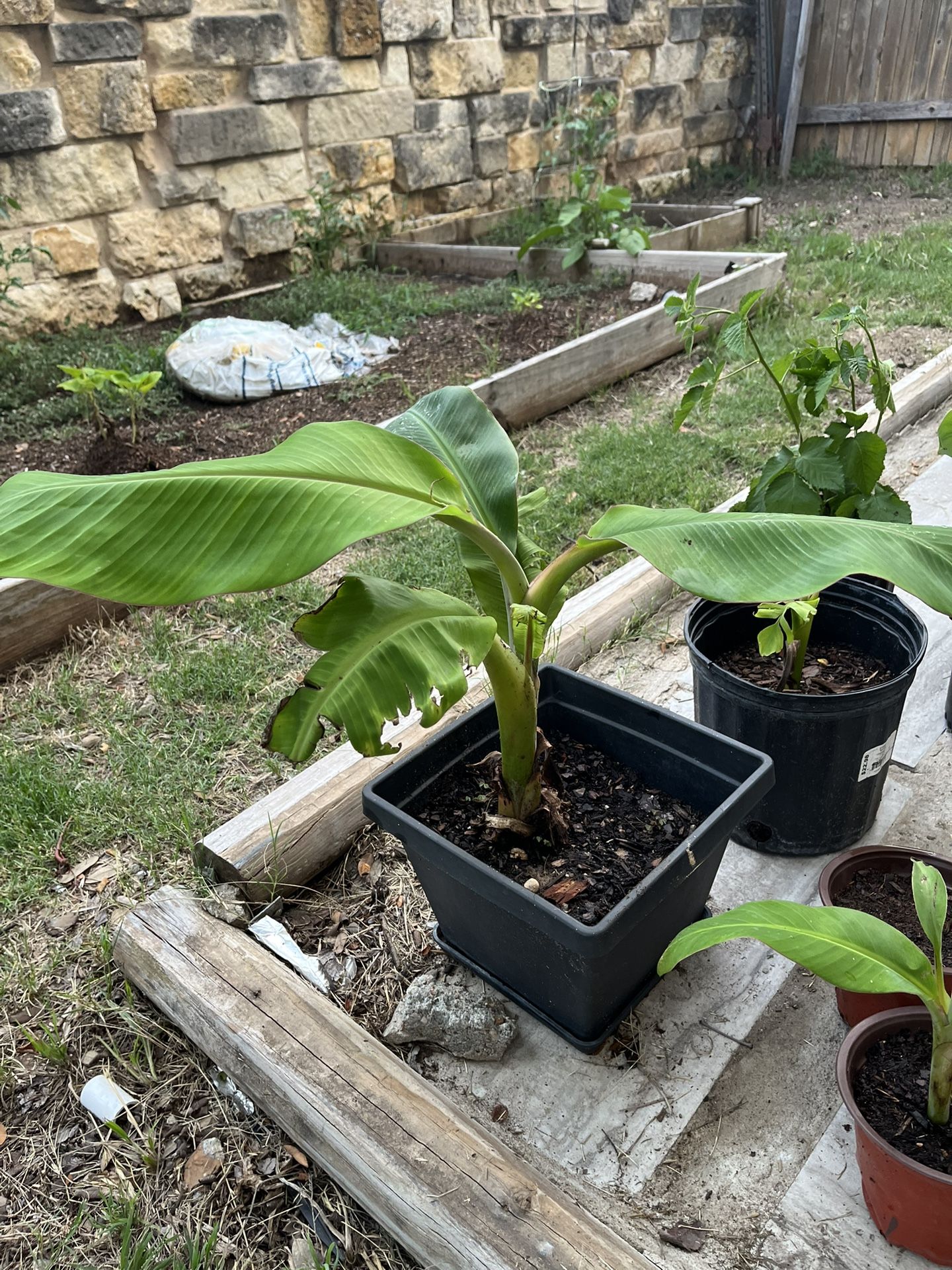 Banana Plant For $15