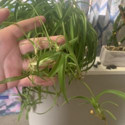 Spider Plant Babies