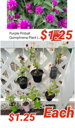 Purple Pinball Gomphrena plant