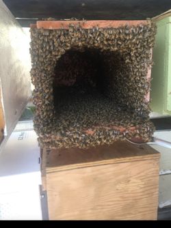 Bees And Boxes