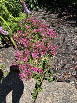 Pink flowering ground cover plant