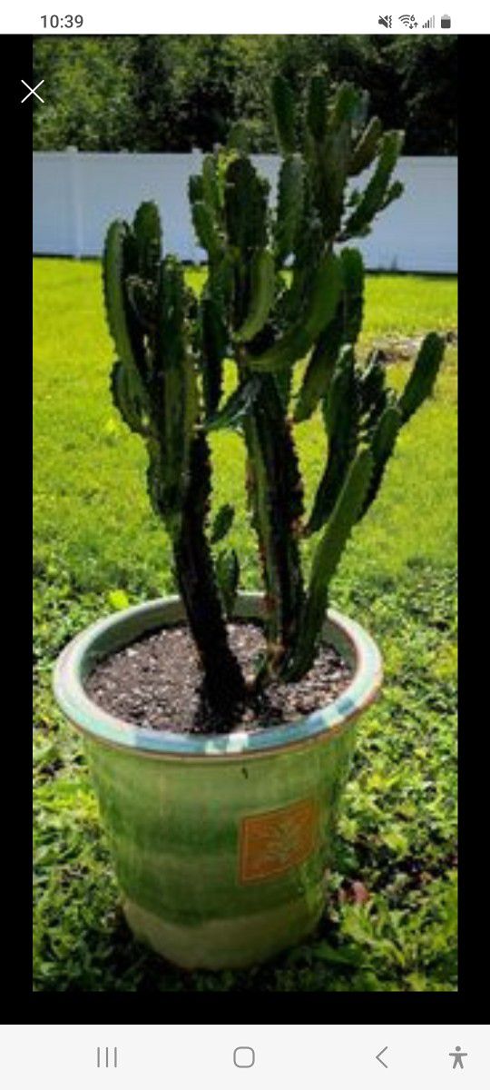 33" Live Healthy rooted Euphorbia Trigona Candelabra Cactus