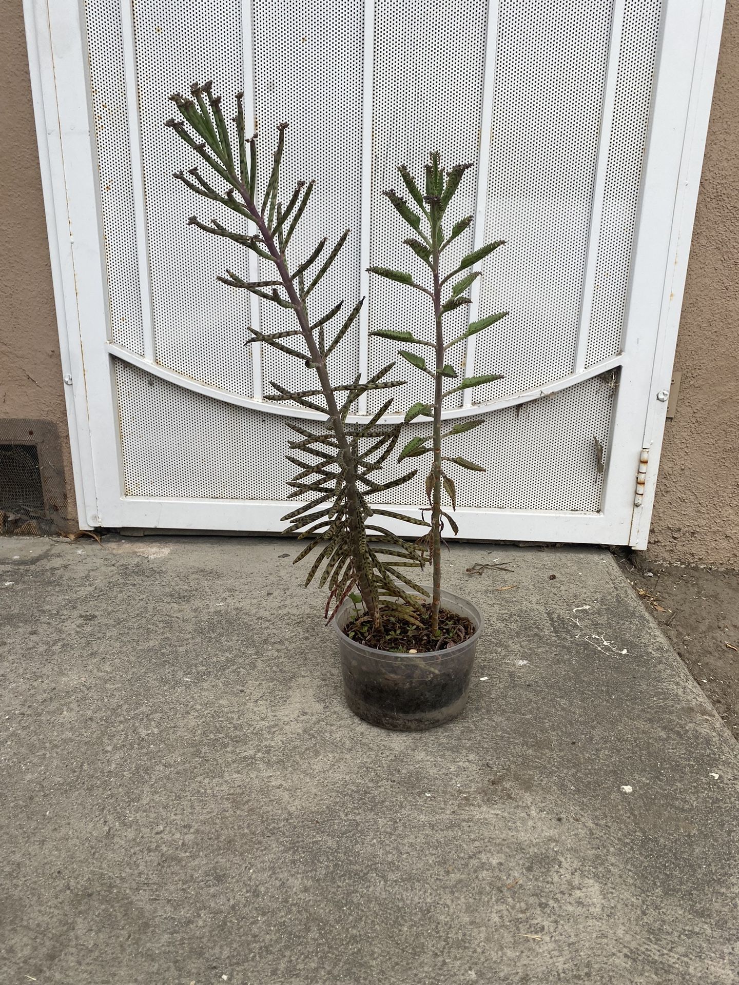 Succulent