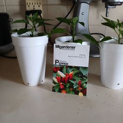 Tabasco Peppers 