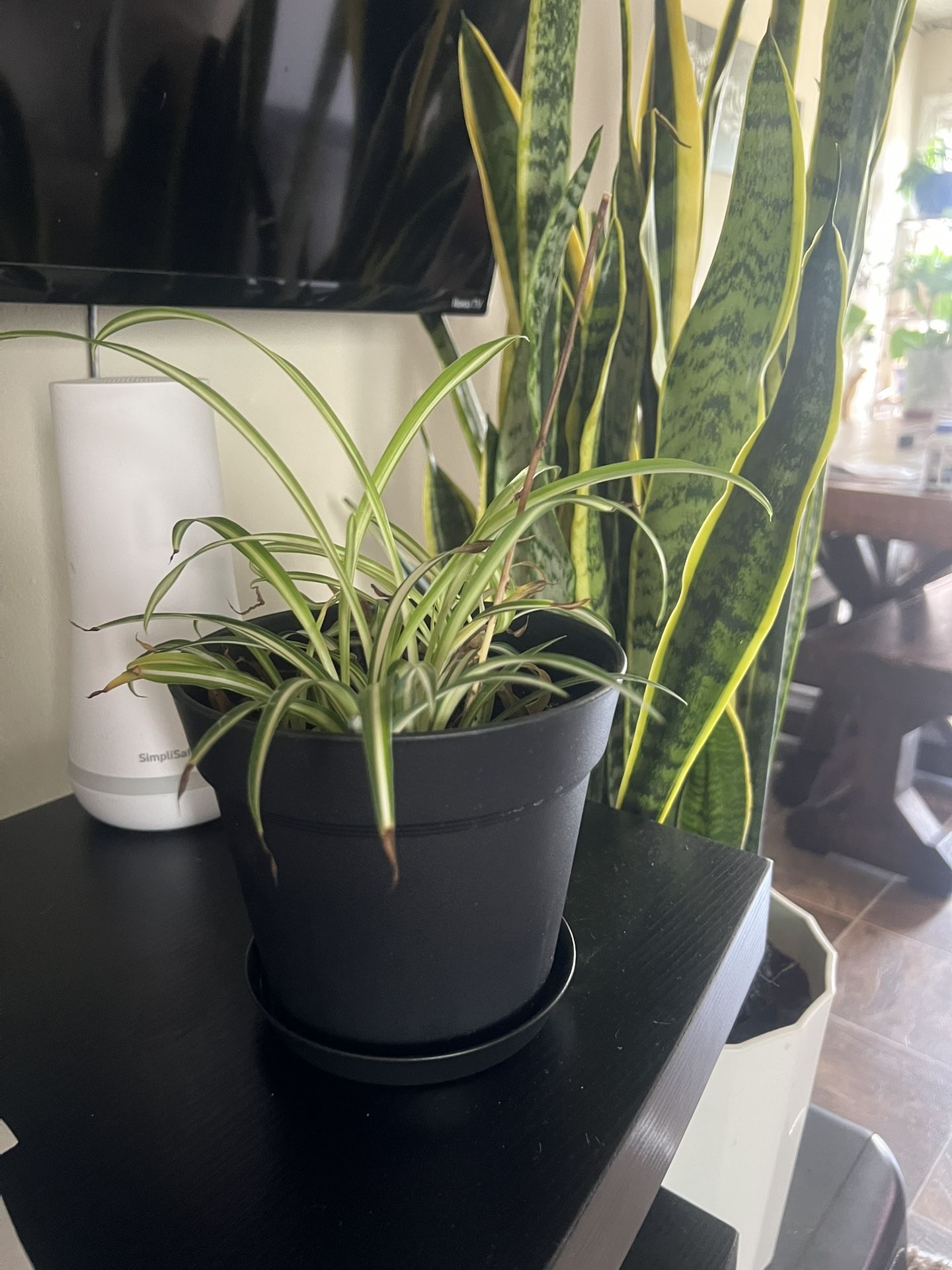 Spider Plant
