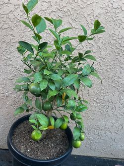 Meyer Semi Dwarf Lemon Tree