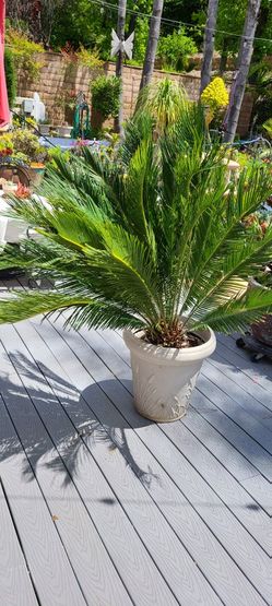 Sago Palm Tree