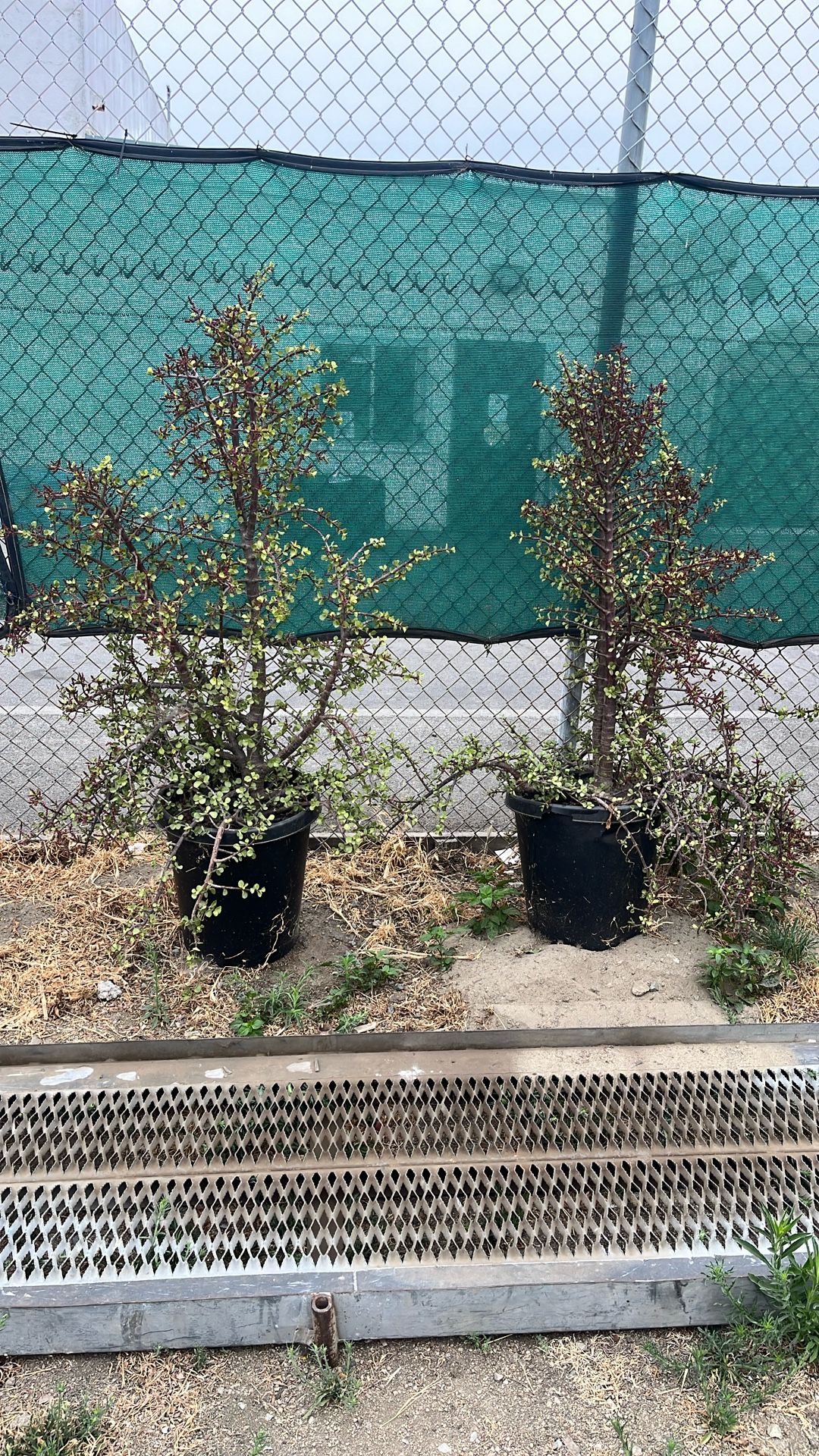 Plants