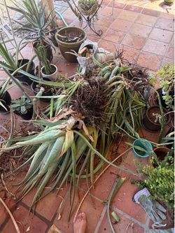 Lots of free plants