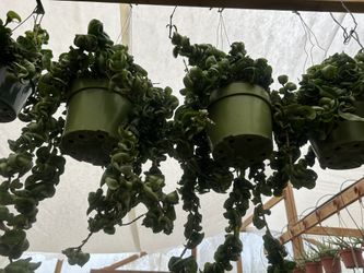 Hoya Hindu Rope Long And Full