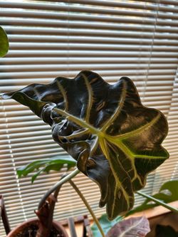 African mask plant