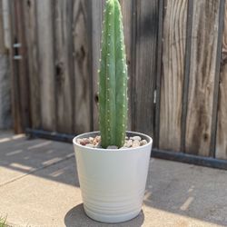 Skinny San Pedro Cactus Plant 