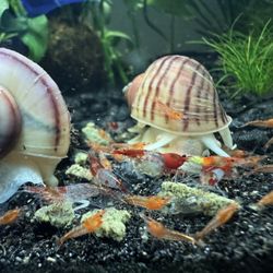  NOT ALIVE FAKE DECORATION Neocaridina Shrimp / Magenta Mystery Snail Aquarium Decor