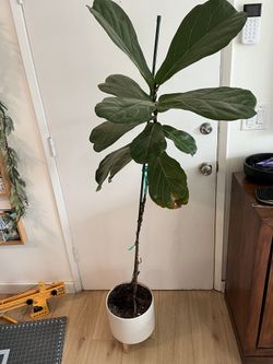 Fiddle Leaf
