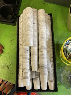 K-Cups For Plant Seedlings