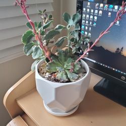 Succulents