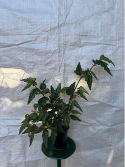 4” begonia medora