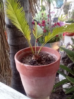 🌴 Sago Palm for Sale – Palma Sago en Venta 🌴