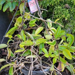 Hoya Carnosa Plant