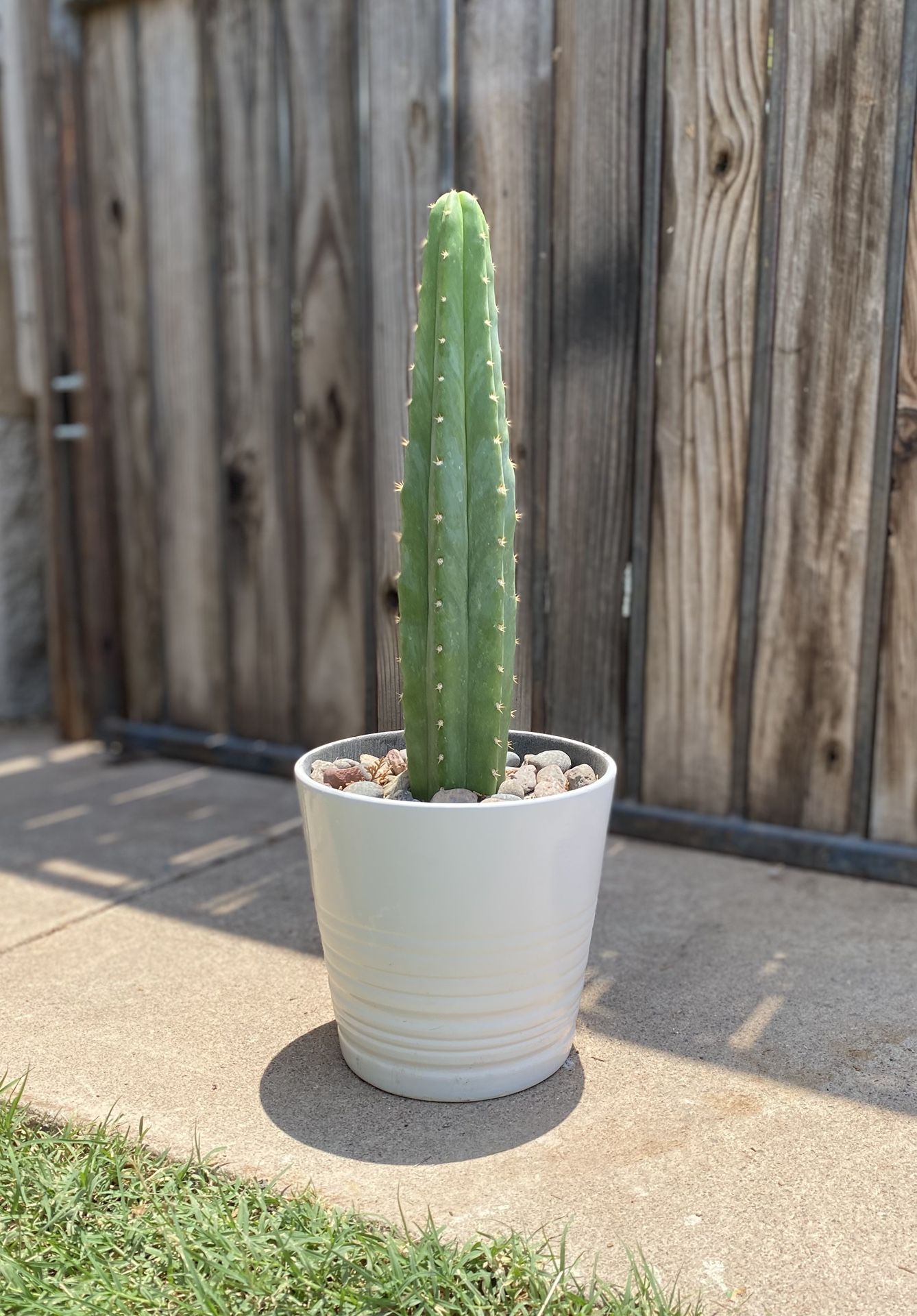 Skinny San Pedro Cactus Plant