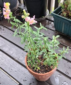Snapdragon Plant - Free