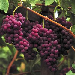 Grapevine Seedless Trees 😃😃🌿🍇🍇🍇