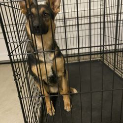 METAL FOLDABLE DOG KENNEL/Dog Crate - 4ft Long And 2.5 Ft Width 
