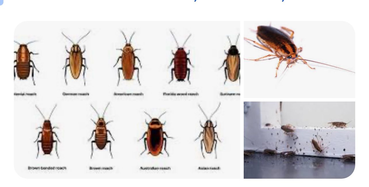Rat & Bug Pro