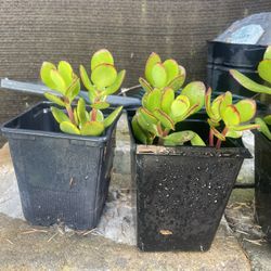 6-8" Jade Plant - Price For Each 