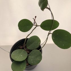 Hoya Obovata Splash With Trellis