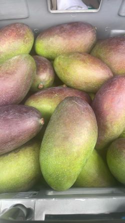 Mangoes! (Still Green) Great For Make Pickle Mango