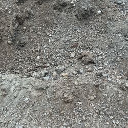 Horse Manure