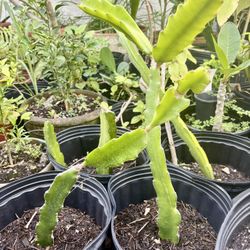 Dragon Fruit Cactus Plants (Pitaya) – Potted & Ready to Grow 🌵