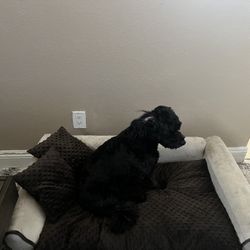 Doggy Brown Sofa and Car Set