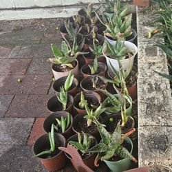 Aloe Vera Plants