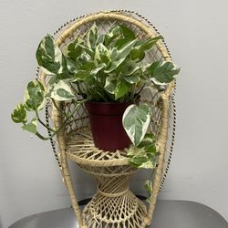 Wicker Chair Plant Holder