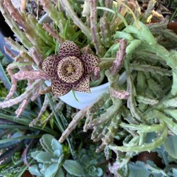 Suculentas With Beautiful Flowers