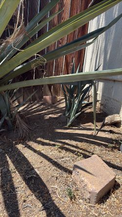 Maguey azul weber hijitos
