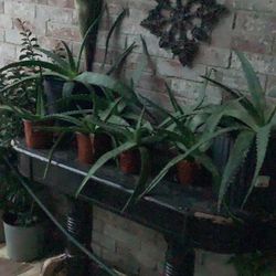 Sabilas Grandes Y Bonitas