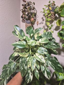 Philodendron Emerald King