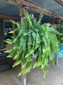 4 Gorgeous Boston ferns