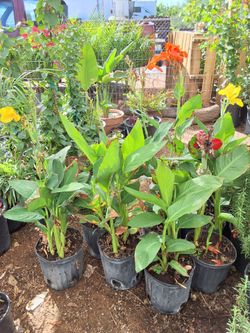 Canna Lilly flowers 1-GALLON and 5-GALLON