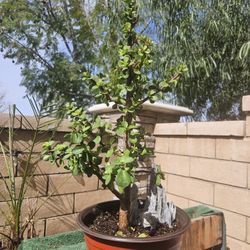 Dwarf Jade Succulents. Some Wired For Future Bonsai. 