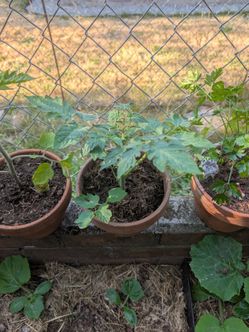 3 Roma Tomato sprouts