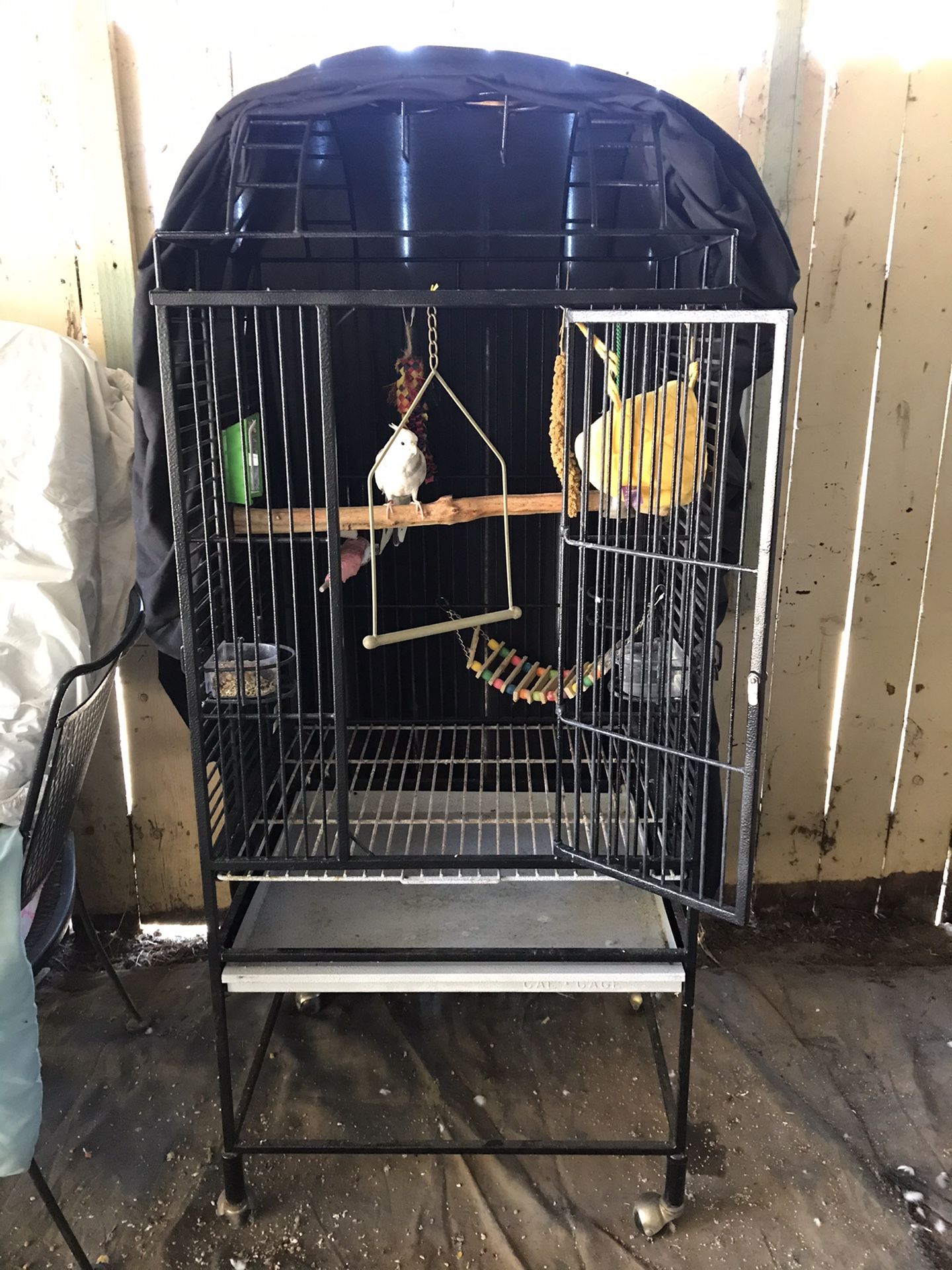 Bird cage plus tamed cockatiel